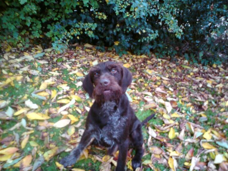 Ruhåret hønsehund Bounty billede 10