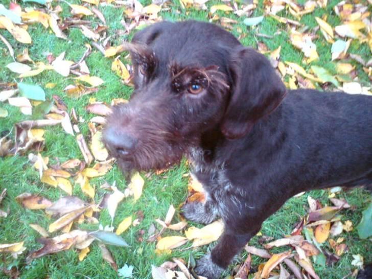 Ruhåret hønsehund Bounty billede 11