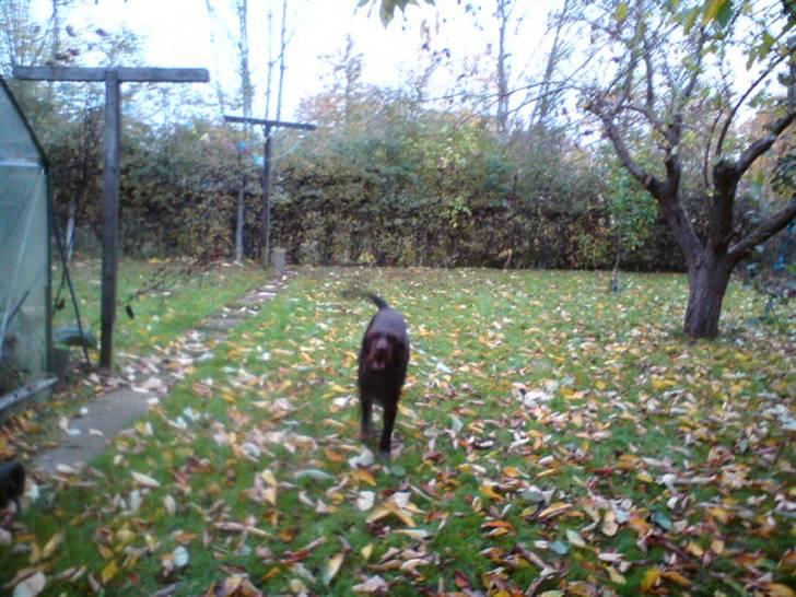 Ruhåret hønsehund Bounty - Her kommer jeg! billede 12