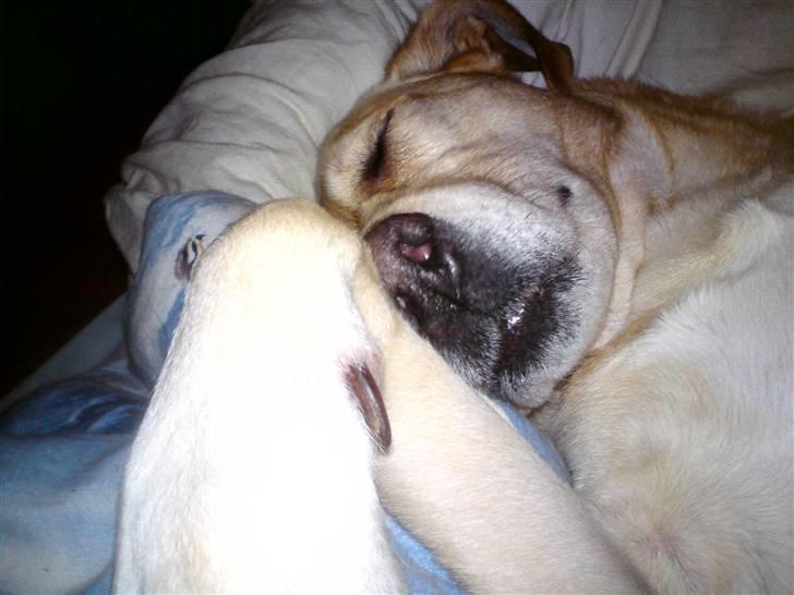 Blanding af racer Snickers - Snickers var lige blevet lidt træt. billede 10