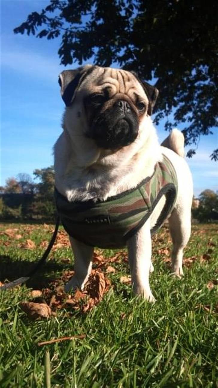 Mops Samson billede 11