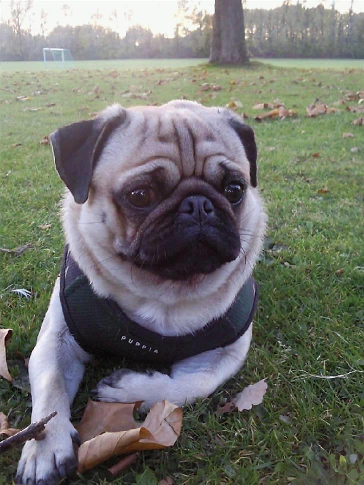 Mops Samson - Tager mig lige en slapper billede 12