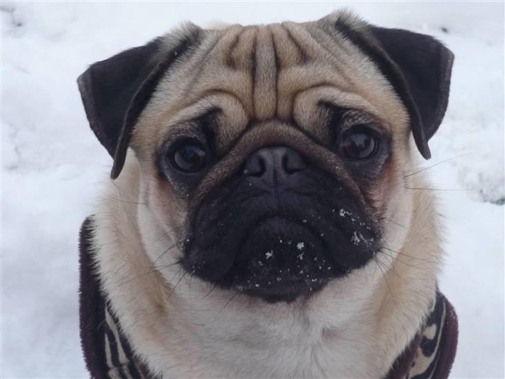 Mops Samson billede 13