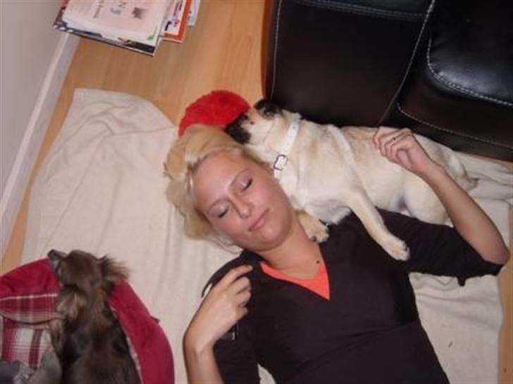 Mops Amy - vi får os lige en dejlig lur på gulvet efter vild leg... billede 4