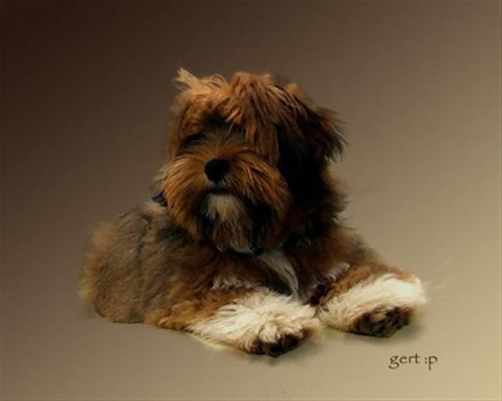 Lhasa apso Sofus - Hvor skal du hen mor? billede 17