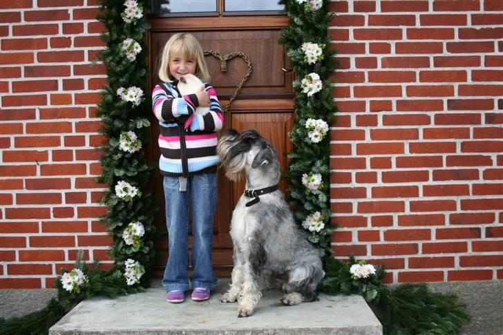 Mellemschnauzer Rabjerg's Skywalker - min konfirmation d. 8/5/09 {foto: ANNA} - Freja(far´s kærestes datter), mit marsvin & Casso - Casso er vidst lidt forelsket i marsvinet :D billede 9