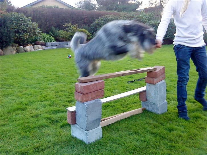 Mellemschnauzer Rabjerg's Skywalker - SPRIING { fotograf : Mig }  -  Det er 2-3 dage før han blev trimmet så han er lidt langhåret!(; billede 10