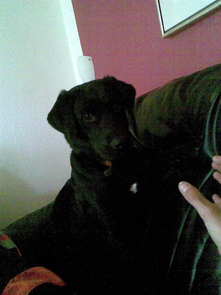 Labrador retriever tyson billede 1