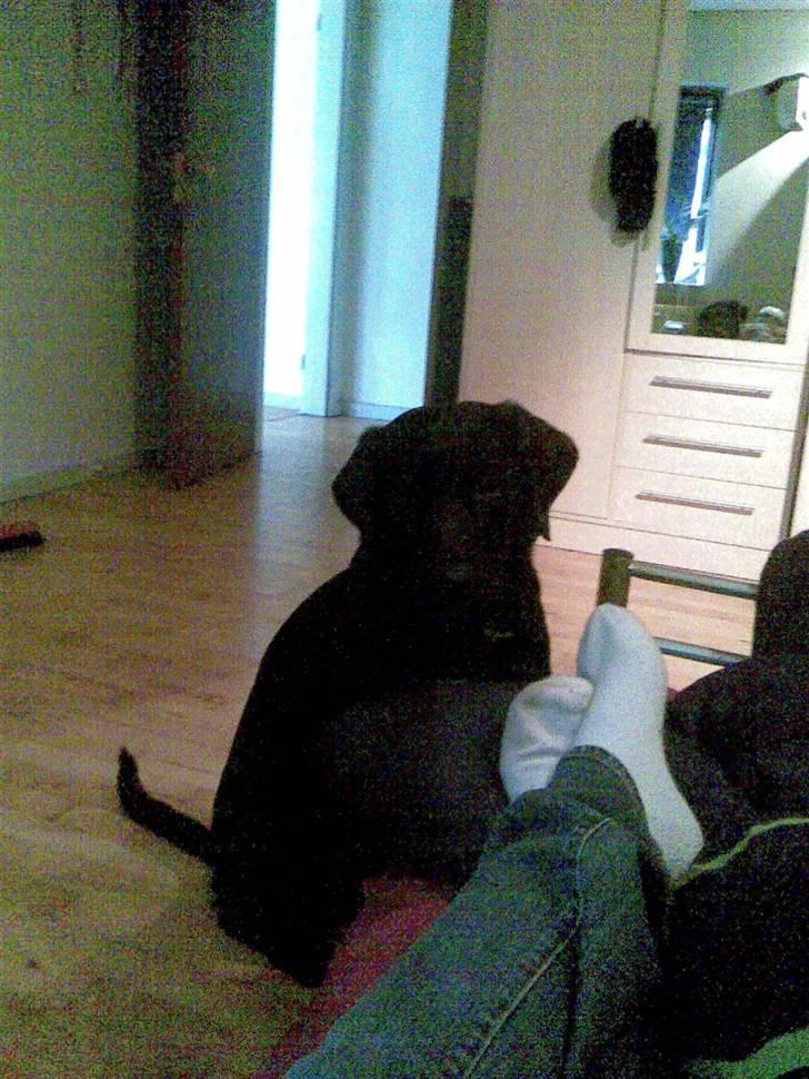 Labrador retriever tyson billede 2