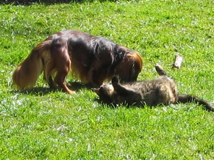 Dværggravhund Chico *3.11.05* billede 18