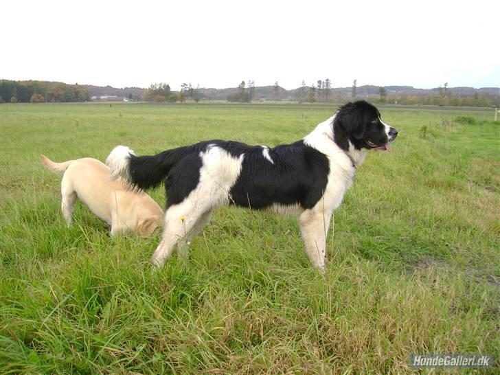 Landseer Bertha - 24 okt, tine`s fødselsdag billede 12