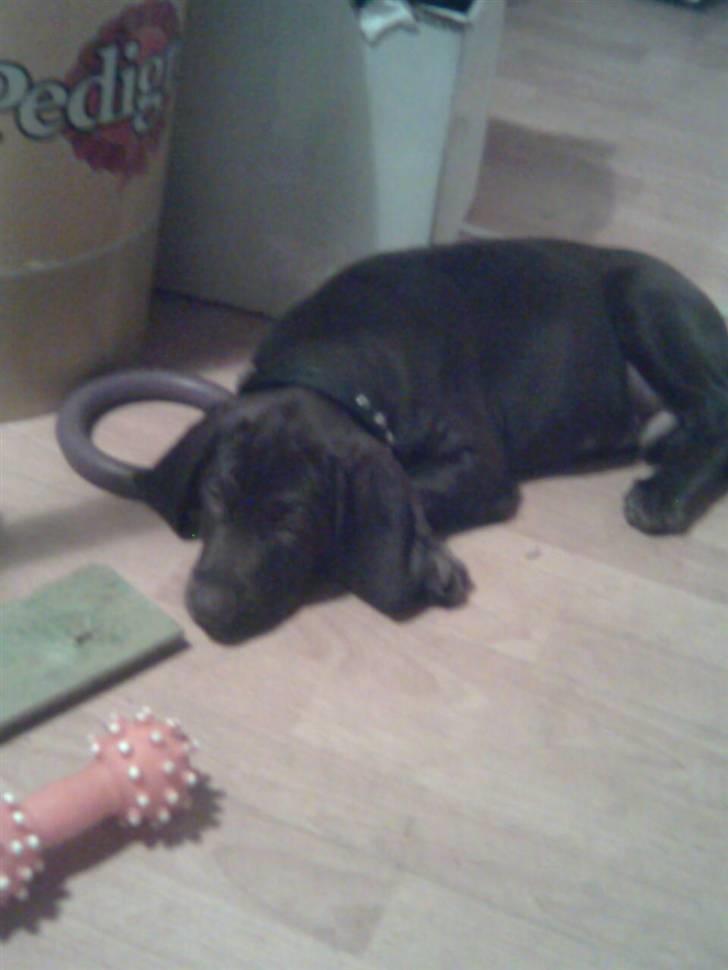 Blanding af racer kato billede 1