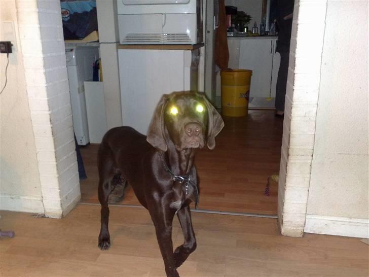 Blanding af racer kato - lidt spuky øjne billede 2