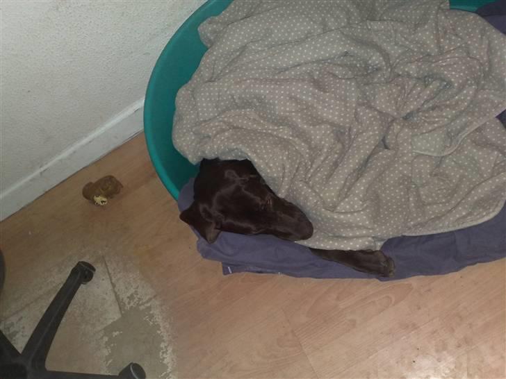 Blanding af racer kato - umm rent sengetøj billede 3