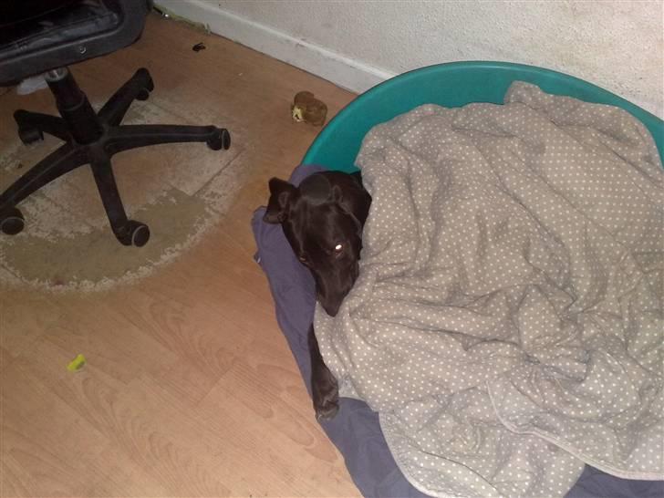 Blanding af racer kato billede 4