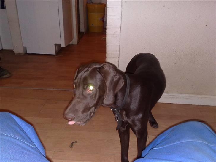 Blanding af racer kato - du kan få tungen kan du.. billede 5