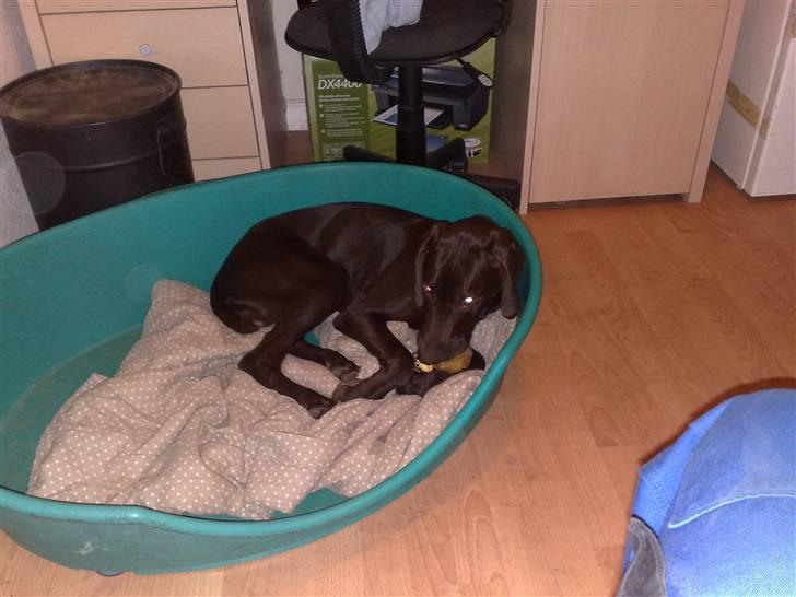 Blanding af racer kato billede 6