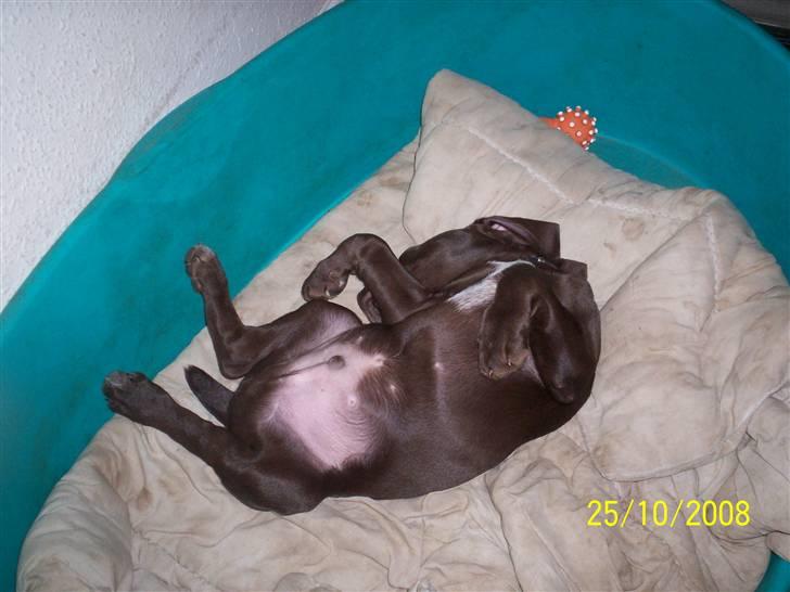 Blanding af racer kato billede 7