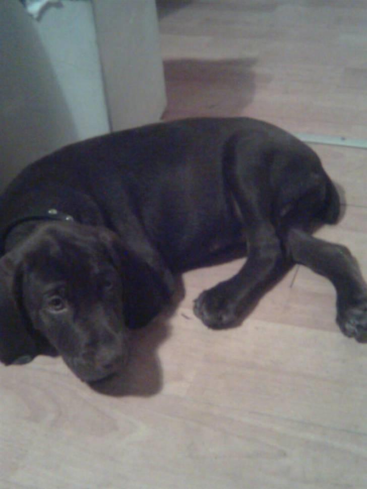 Blanding af racer kato billede 8