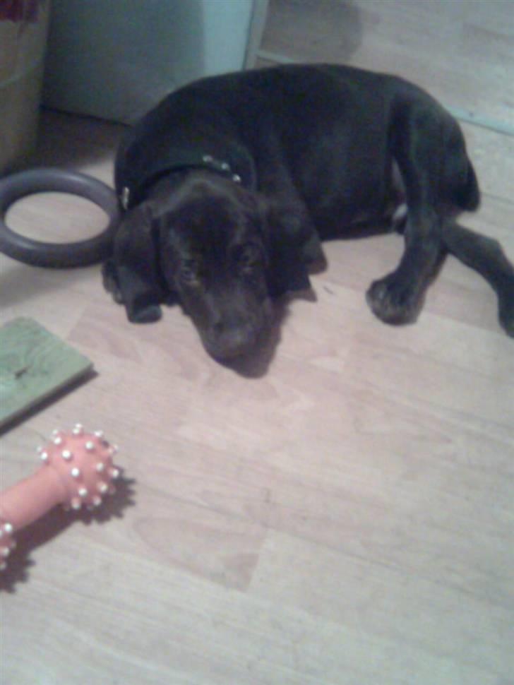 Blanding af racer kato billede 9