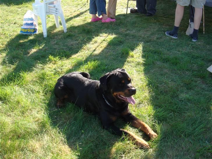 Rottweiler Jacko  *solgt* - part til start til nu af. gi mig nu fri. billede 8