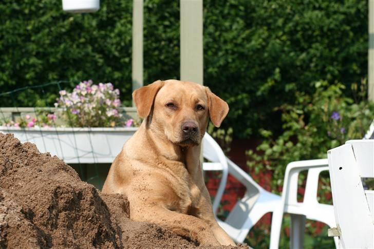 Labrador retriever molly R.I.P billede 2
