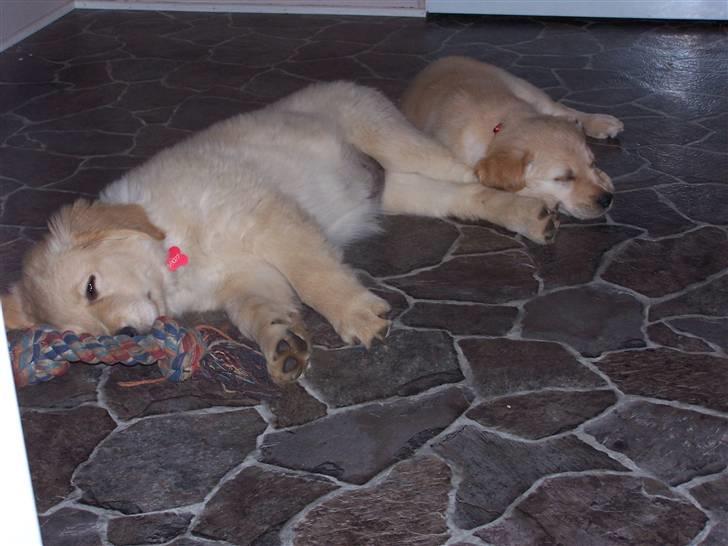 Golden retriever Lady Molly ll - De to veninder gået kolde i køkkenet.... Bertha og Panter på besøg 18.okt. 2008 billede 11