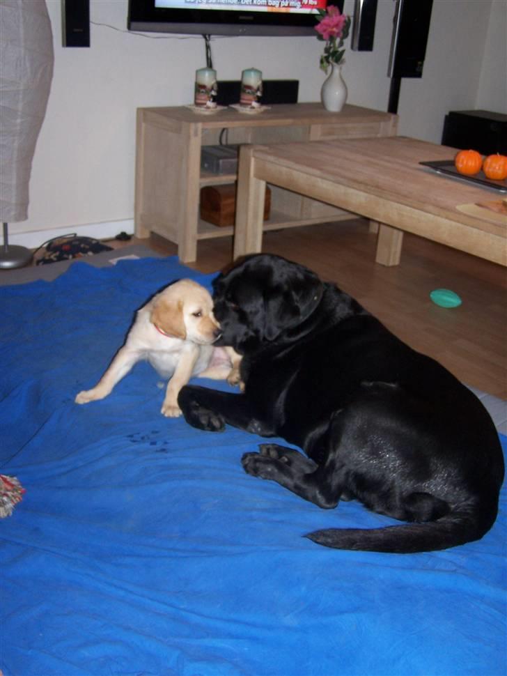 Golden retriever Lady Molly ll - Basse er nu ved at tø lidt op og det nyder Molly. For ham Basse er bare så sød.... 24.okt 2008 billede 12