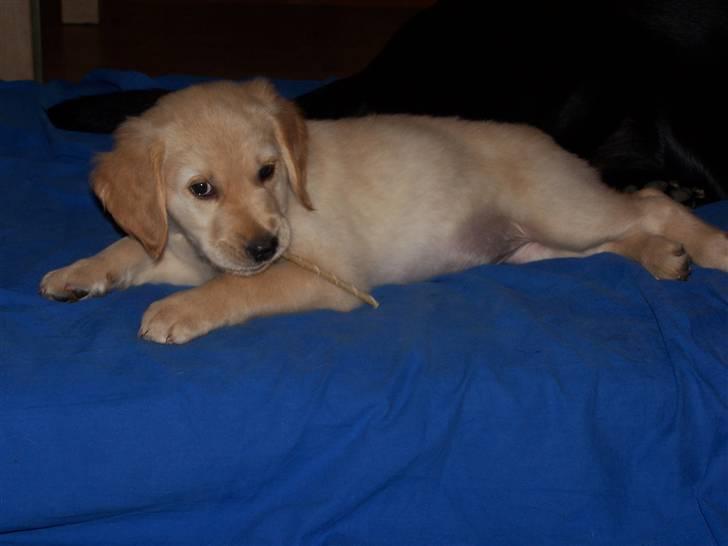 Golden retriever Lady Molly ll - Molly tygger lige et lille bette tyggeben... Det holdte ikke længe!!.... 24. okt. 2008 billede 13