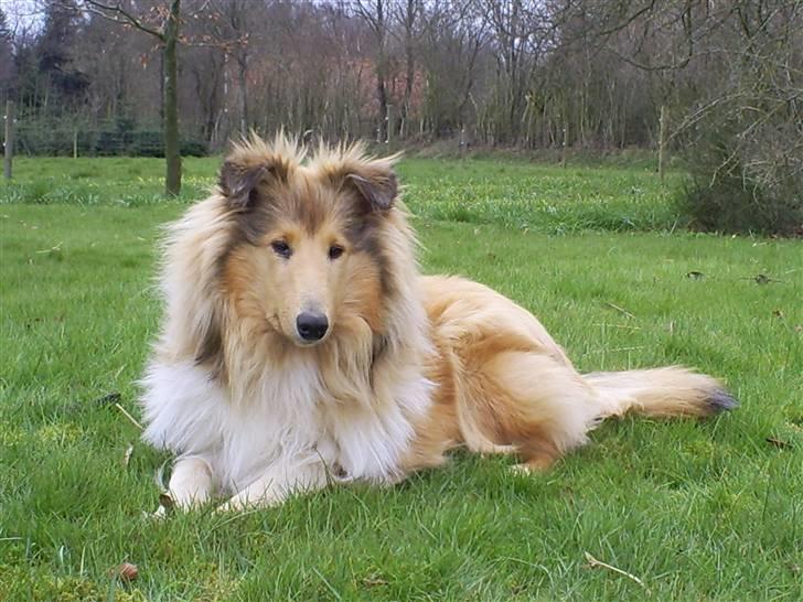 Collie langhåret Nitopets Impressive Inca - Velkommen til Incas profil billede 1