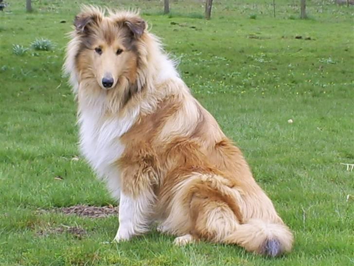 Collie langhåret Nitopets Impressive Inca billede 2