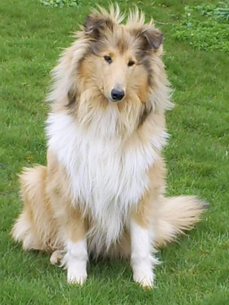 Collie langhåret Nitopets Impressive Inca billede 3