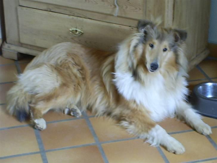 Collie langhåret Nitopets Impressive Inca billede 4