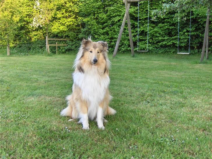 Collie langhåret Nitopets Impressive Inca billede 5