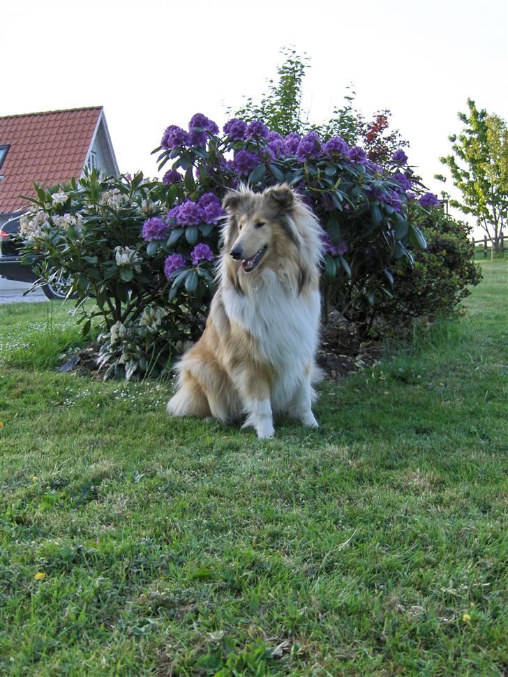 Collie langhåret Nitopets Impressive Inca billede 6