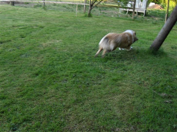 Collie langhåret Nitopets Impressive Inca - hun løber rundt om gyngestativet billede 7