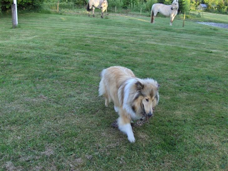 Collie langhåret Nitopets Impressive Inca - vi leger med torvet billede 8