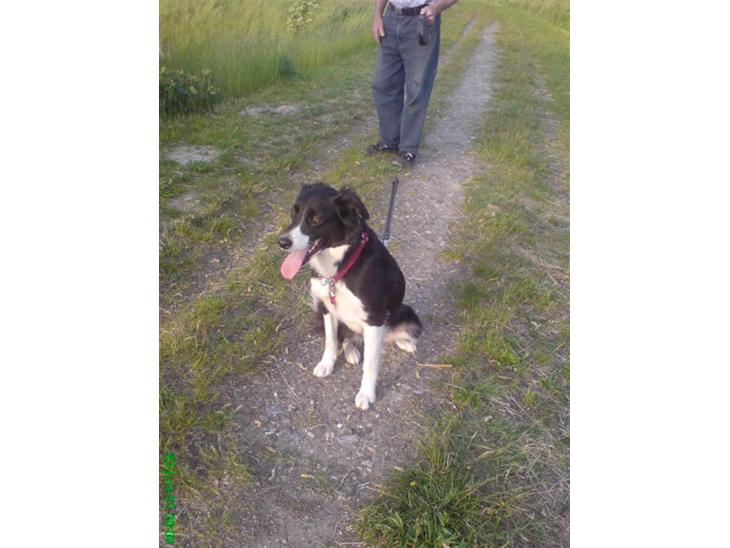 Border collie Blacki billede 1
