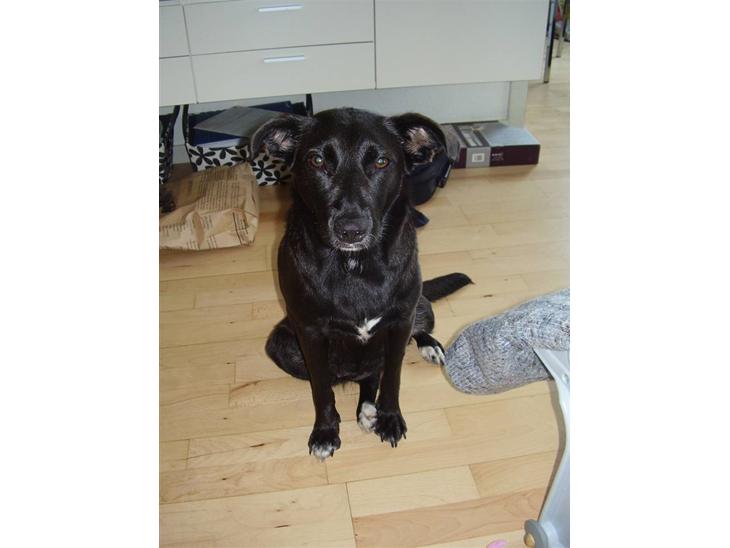 Blanding af racer Lucky - min dejlige lille putte hund billede 1