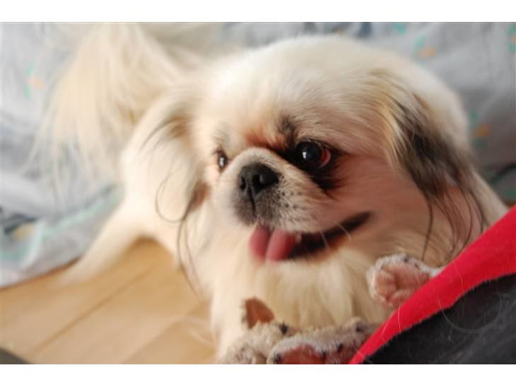 {{currentPhoto.altText}} billede {{currentPhoto.number}}