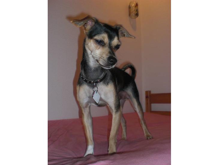 {{currentPhoto.altText}} billede {{currentPhoto.number}}