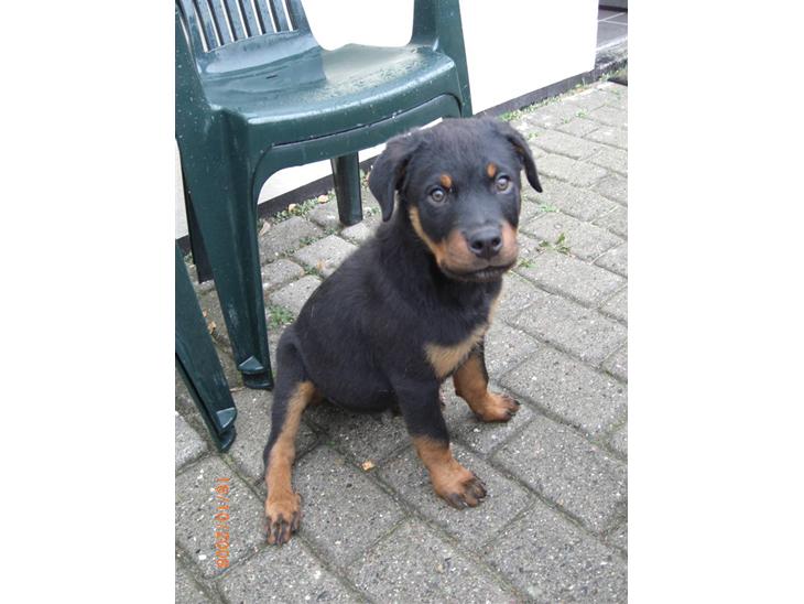 Rottweiler Tayson (aflivet d 1/7-09) billede 1