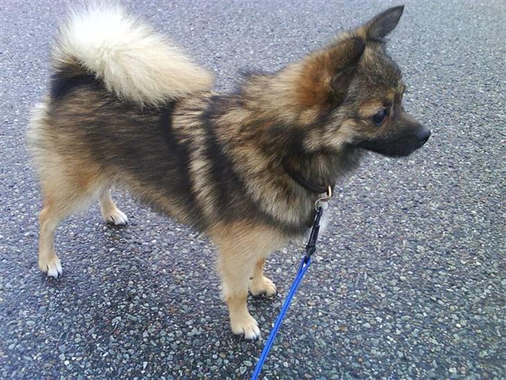 {{currentPhoto.altText}} billede {{currentPhoto.number}}