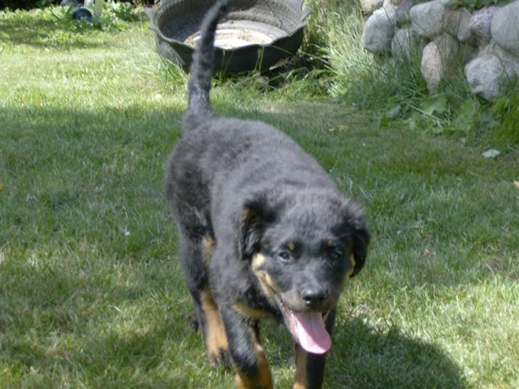 Rottweiler Berta - Ja her er så berta billede 1