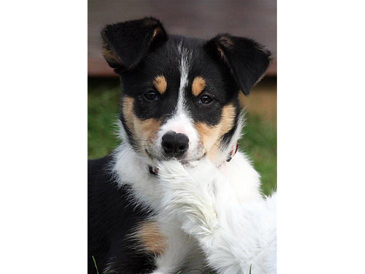 Border collie Tess - Tess 10 uger billede 1