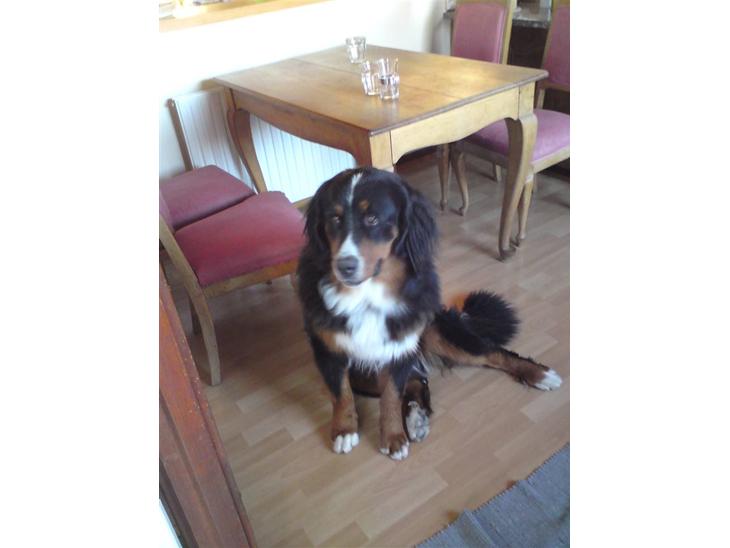 Berner sennenhund Astor - Astor nyder at sidde og posere, men han er nu mest til leg og ballade. billede 1