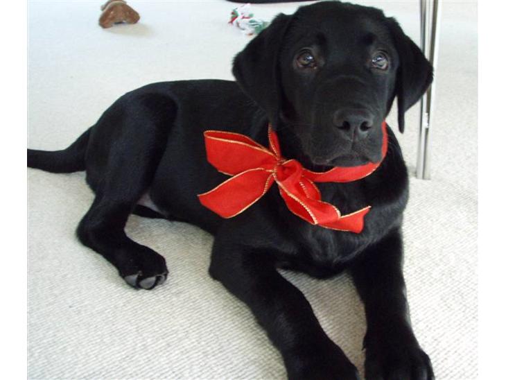 Labrador retriever Nicki billede 1