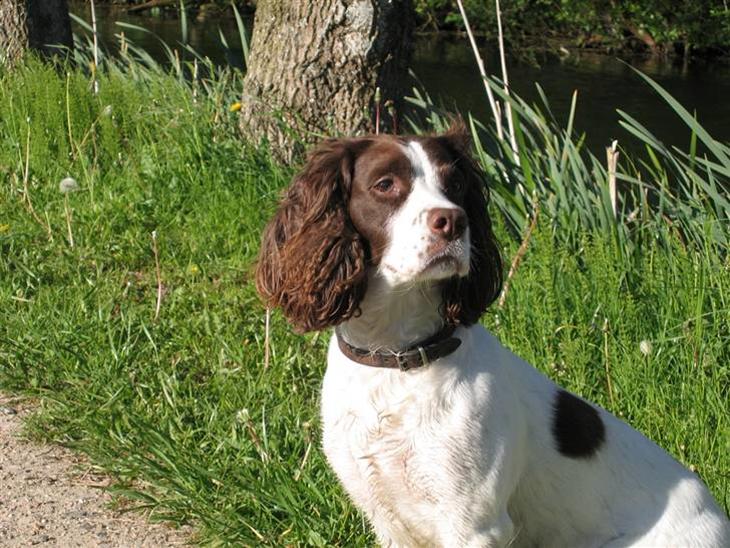 Engelsk springer spaniel Plet (Sandra) billede 1