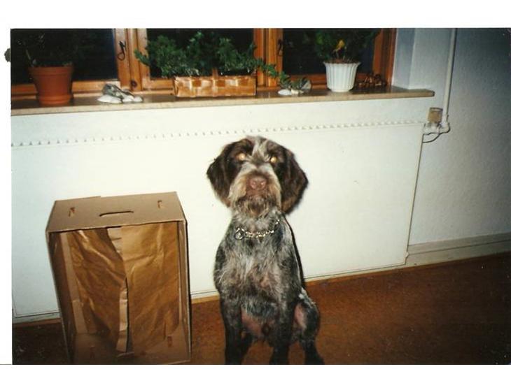 {{currentPhoto.altText}} billede {{currentPhoto.number}}