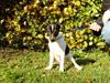 Dansk svensk gaardhund Obelix [Tidl. hund]